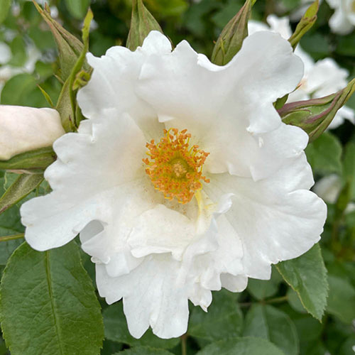 Harkness Rose Crystal Wedding 15th Anniversary �