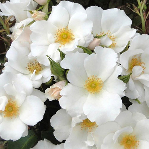 Harkness Rose Crystal Wedding 15th Anniversary �