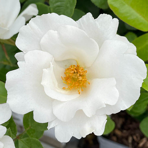 Harkness Rose Crystal Wedding 15th Anniversary �