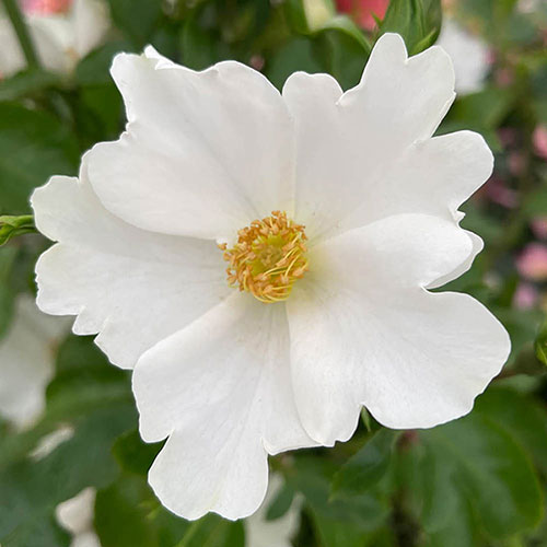 Harkness Rose Simple White Keros �