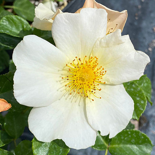 Harkness Rose Simple Yellow �