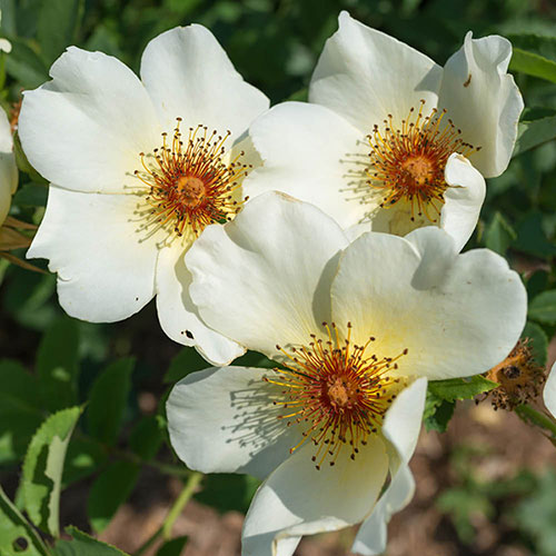 Harkness Rose Simple Yellow �