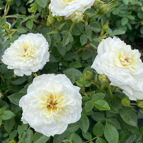 Harkness Rose Snowcap