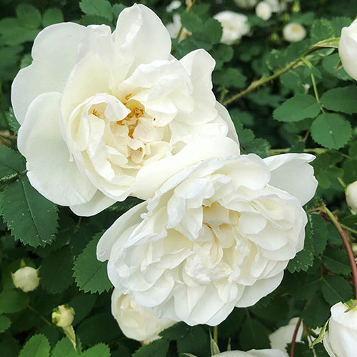 Harkness Rose White Patio