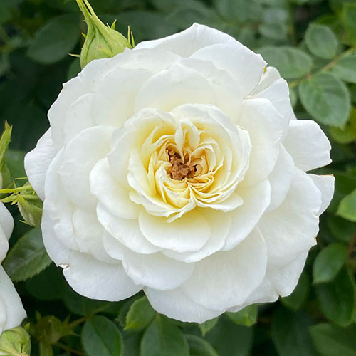 Harkness Rose Silver Wedding Celebration