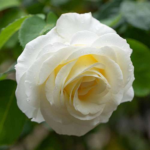 Harkness Rose Silver Wedding Celebration