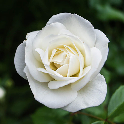 Harkness Rose Silver Wedding Celebration