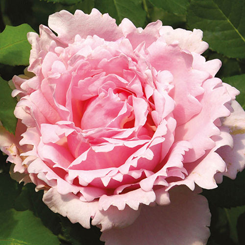 Rose Sophie Rochas Rose Sophie Rochas