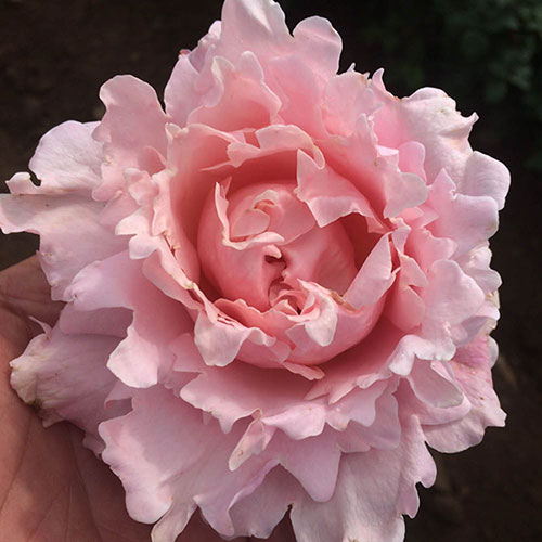 Rose King Charles Coronation