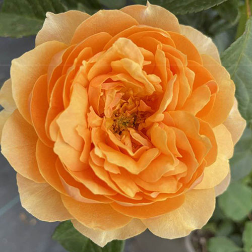 Harkness Rose St Richard Of Chichester