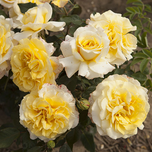 Rose of the Year 2016 Sunny Sky Rose of the Year 2016 Sunny Sky