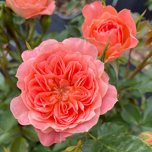 Harkness Rose Sweet Wonder