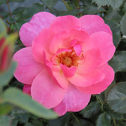 Harkness Rose Special Grandma �