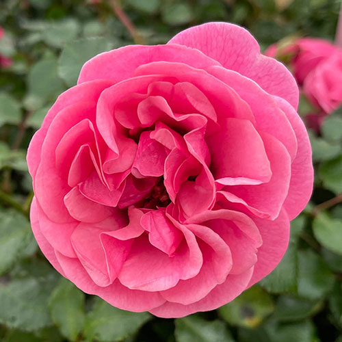 Harkness Rose Special Grandma �