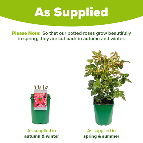 Harkness Rose Special Grandma �