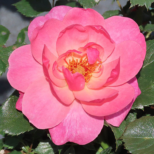 Harkness Rose The Eve