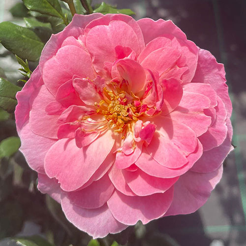 Harkness Rose The Eve