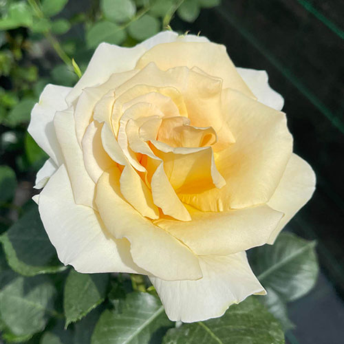 Harkness Rose Best Teacher Ever