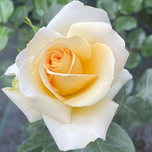 Harkness Rose John Ystumllyn ® Harkness Rose John Ystumllyn ®