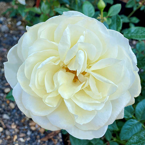 Harkness Rose The Royal Philharmonic Orchestra