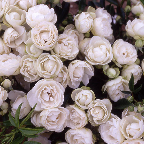 Harkness Rose Paper 1st Wedding Anniversary ® Harkness Rose Paper 1st Wedding Anniversary ®