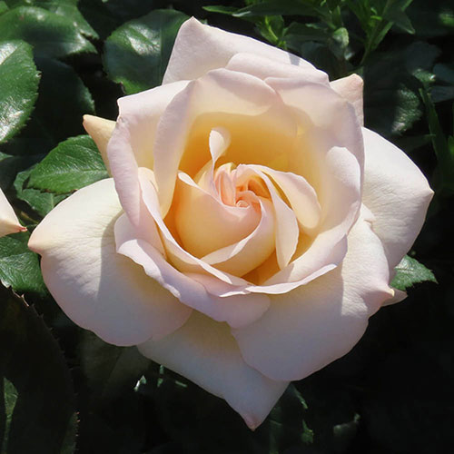 Harkness Roses - Claires Rose Harkness Roses - Claires Rose