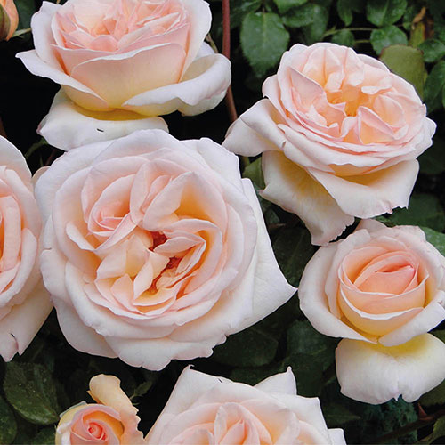 Harkness Rose Many Happy Returns �