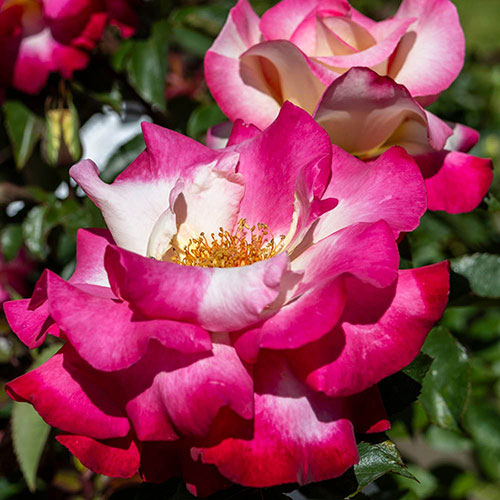 Rose of the Year 2025 Youre My Everything