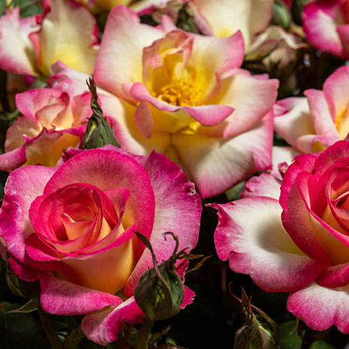 Rose of the Year 2025 Youre My Everything