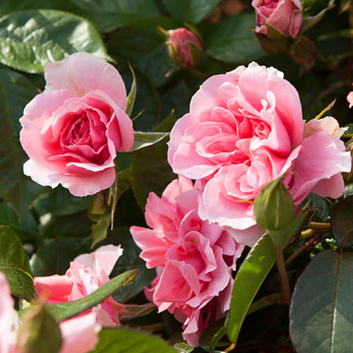 Rose Youre Beautiful