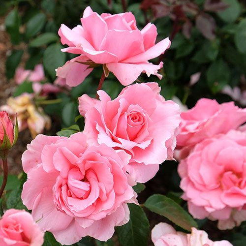 Rose Youre Beautiful