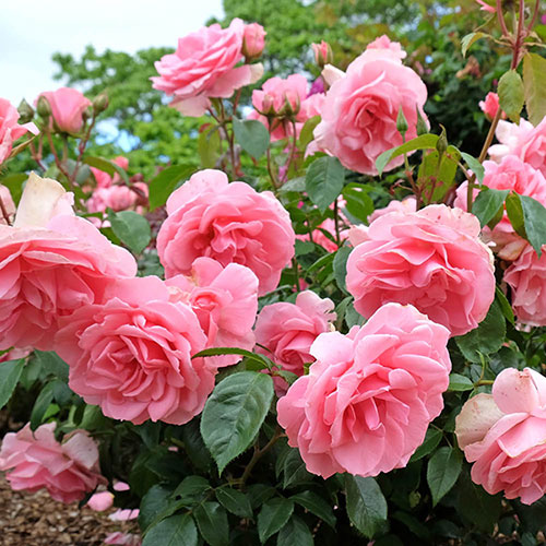 Rose Youre Beautiful