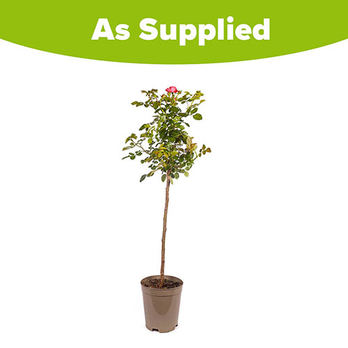 Patio Standard Pink Rose Patio Standard Pink Rose