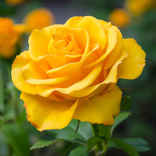 Yellow Patio Standard Rose Yellow Patio Standard Rose