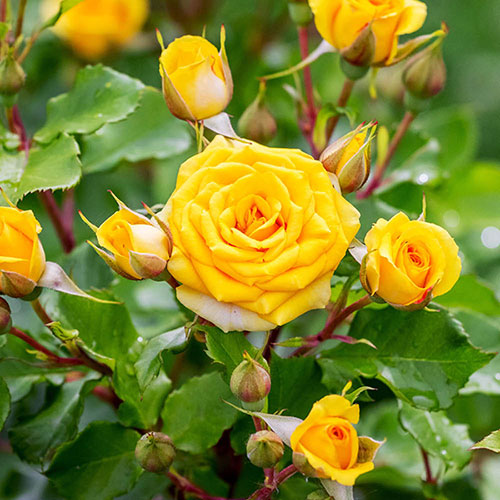 Yellow Patio Standard Rose Yellow Patio Standard Rose