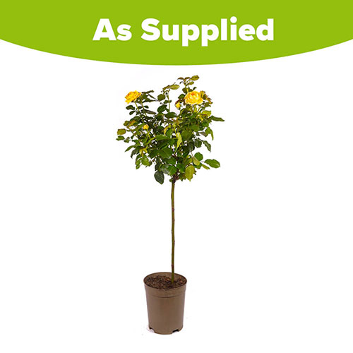 Yellow Patio Standard Rose Yellow Patio Standard Rose