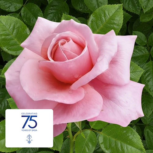 The Saga Rose