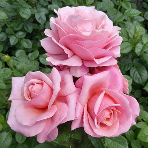 The Saga Rose