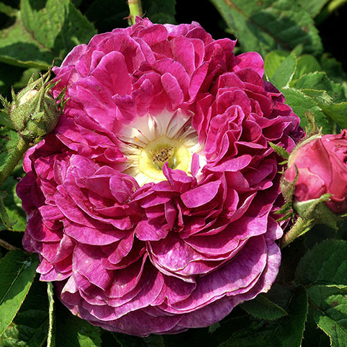 Rose Charles de Mills