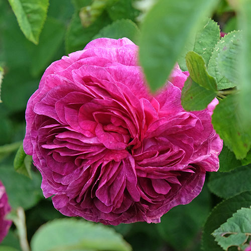 Rose Charles de Mills