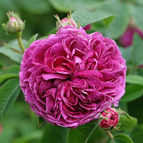 Rose Charles de Mills
