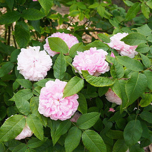 Rose Jacques Cartier