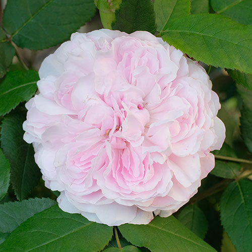 Rose Jacques Cartier