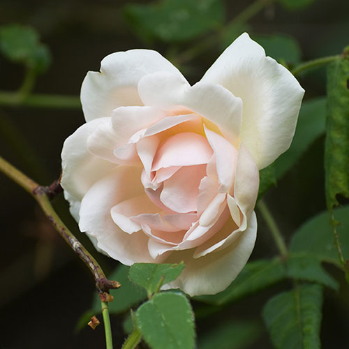 Rose Madame Alfred Carri�re
