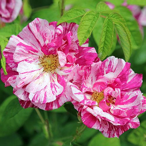 Rose Rosa Mundi