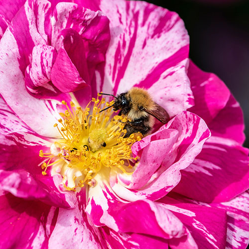 Rose Rosa Mundi