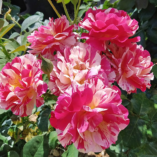 Rose Rosa Mundi