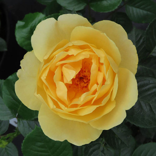 Gift Wrapped Harkness Rose Alfie Boe �