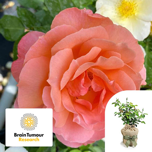 Gift Wrapped Harkness Rose Alfred Robert Boe �