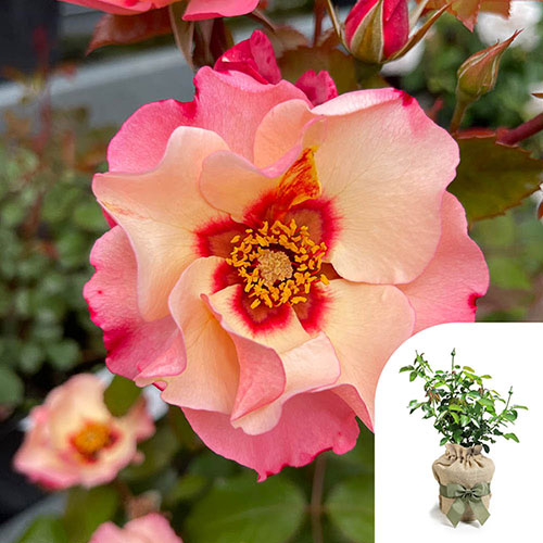 Gift Wrapped Harkness Rose Alissar Princess of Phoenicia